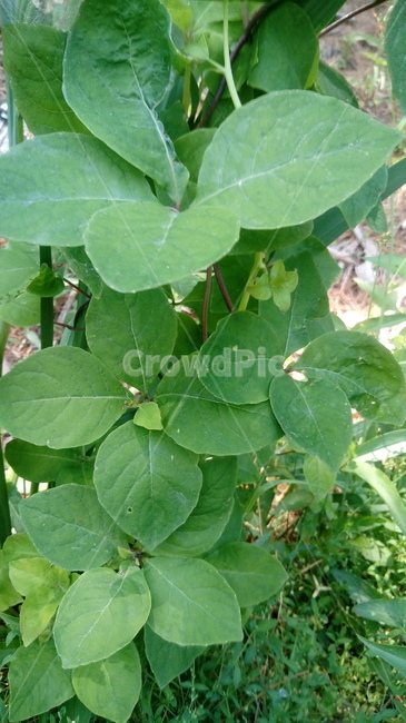 더덕잎,더덕줄기,잎,식물,약초,식물,자연,plants,nature