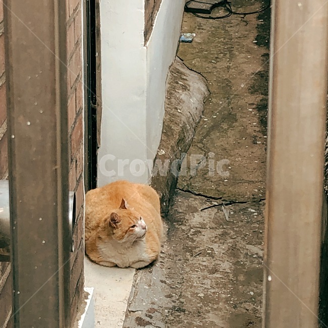 뚱냥이,치즈,고양이,식빵,휴식