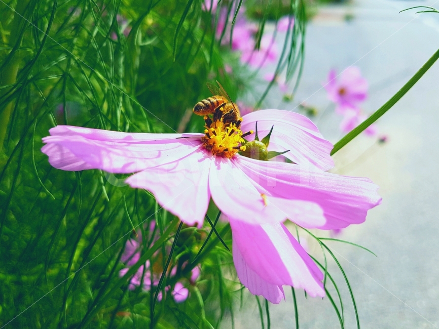 벌,코스모스,꽃,자연,일상,색감,강원도,양구,시골,길거리,풍경,가족,여행,cosmos,bee,flower,nature,daily,color,Gangwondo,Country,street,landscape,View,Family,Travel,가을,계절,fall,autumn,season,식물,자연,plants,nature,꽃,flower,곤충,벌레,insect,bug,plant,invertebrate,무척추 동물,animal,동물