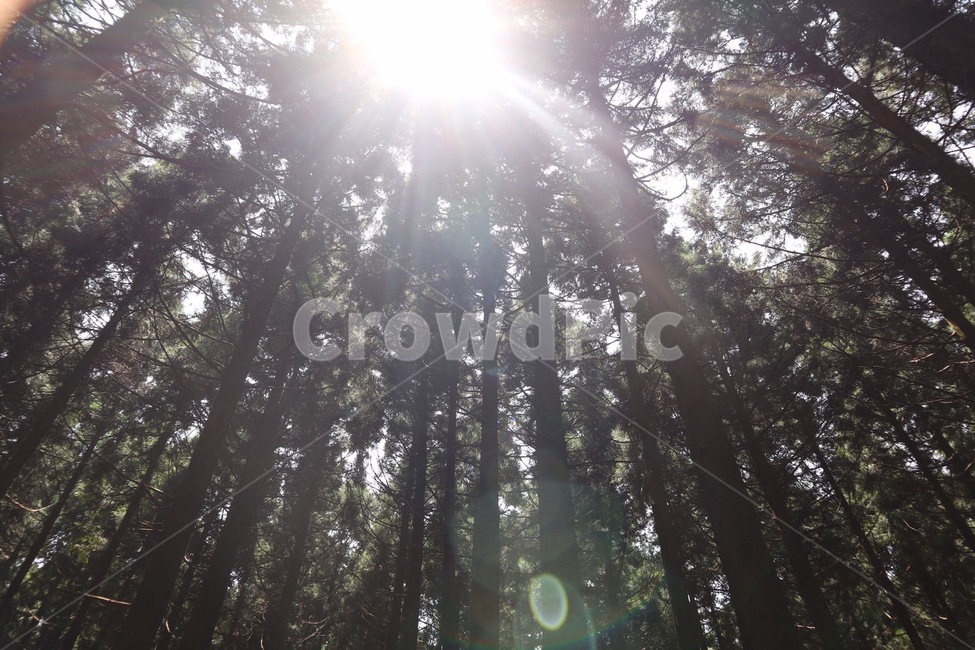 제주도,날씨,자연,햇빛,flare,플레어,light,빛,sunlight,자연,풍경,nature,landscape