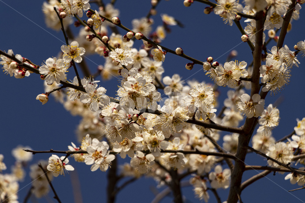 매화,매화꽃,백매화,plumblossom,whiteplumblossom,봄꽃,식물,plant,봄,계절,spring,season
