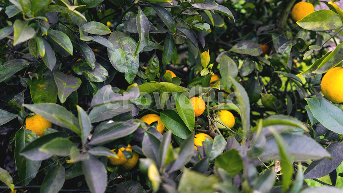 plant,식물,food,음식,fruit,과일,감귤류과일,citrusfruit