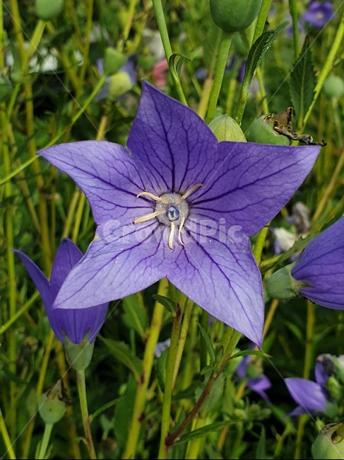 도라지꽃,도라지,꽃,보라색꽃,한국꽃,자연,식물,블라썸,flower,plant,blossom,들꽃,야생화,보라색