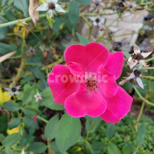 꽃,장미,분홍색,분홍꽃,flower,rose,생화,꽃잎,petal,제라늄,geranium,식물,자연,plants,nature,꽃,flower