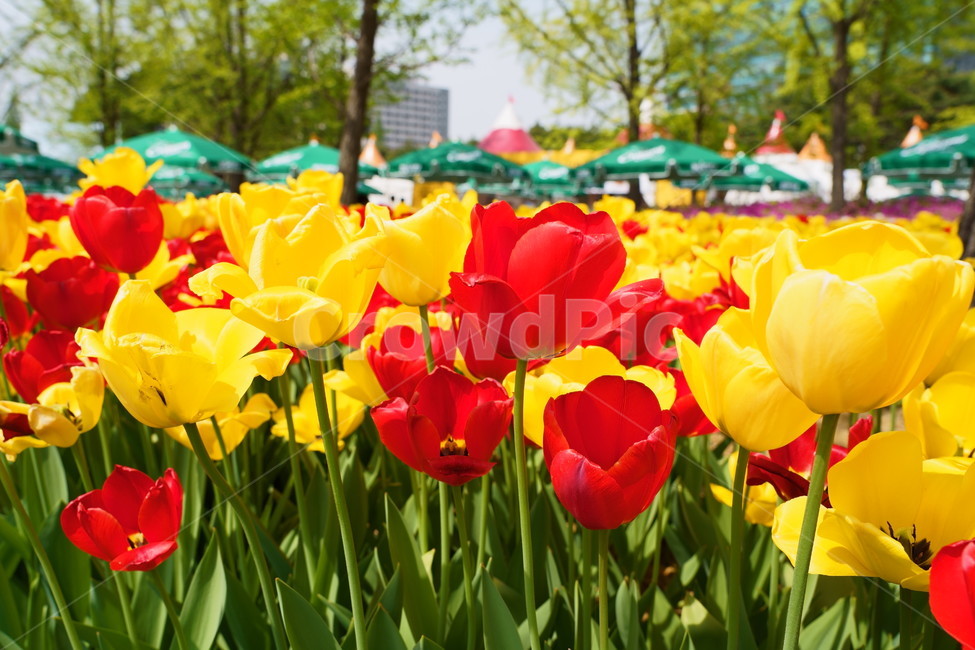 꽃,꽃박람회,플라워,flower,예쁜꽃