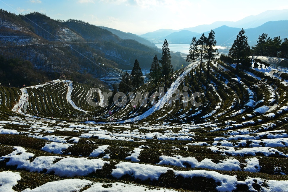 보성,봇재다원,녹차밭,봇재다원설경,설경,녹차잎,녹차,패턴,겨울,계절,눈,outdoors,옥외,nature,자연,자연,풍경,nature,landscape,한국자연풍경,한국자연경관,korea nature landscape