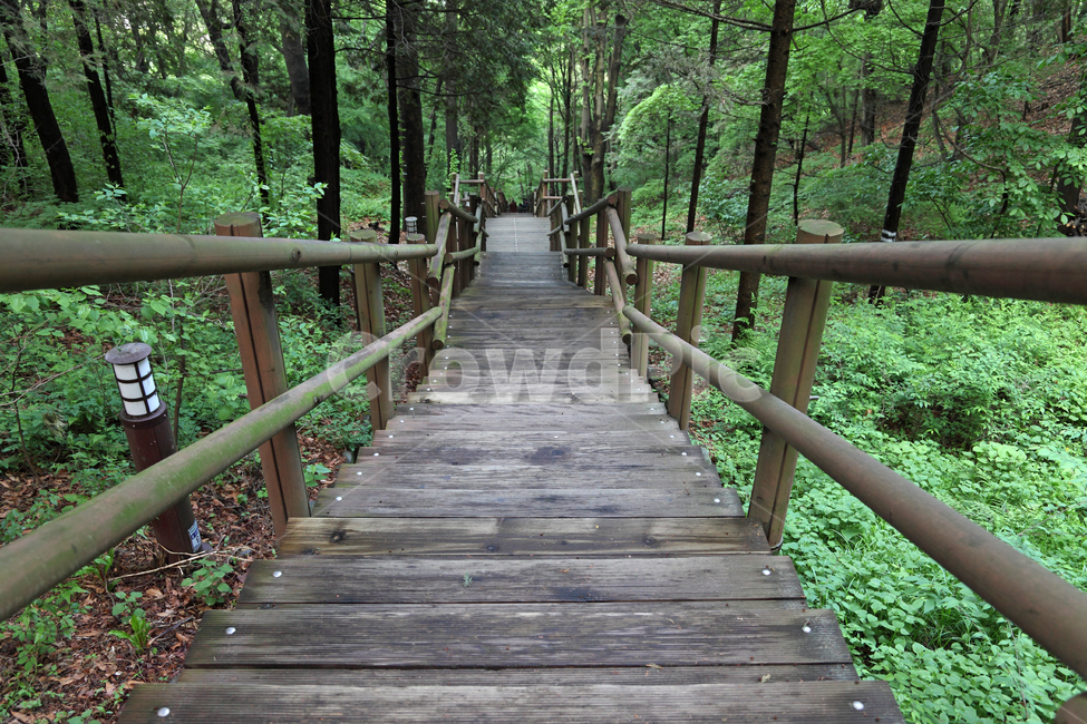 등산로,등산,산,자연,풍경,목책,나무,나무목책,산책,산책로,계단,길,손잡이,내리막,내리막길,숲,자연,풍경,nature,landscape,building,건물,bridge,다리,boardwalk,staircase