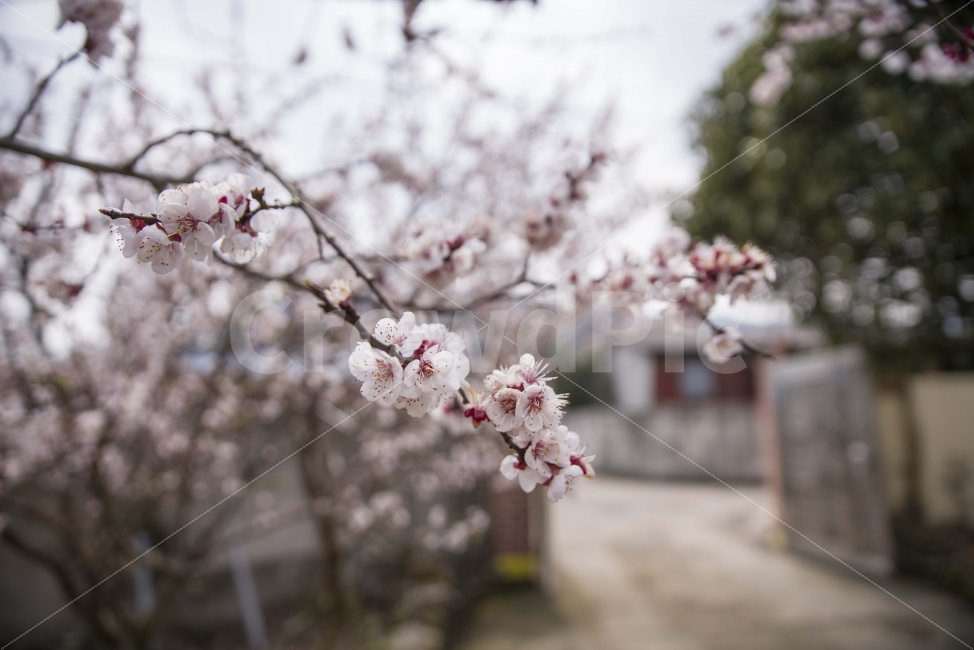 봄,봄꽃,풍경,꿀벌,시골,매화,식물,자연,plants,nature,봄,계절,spring,season,꽃,flower,plant,blossom