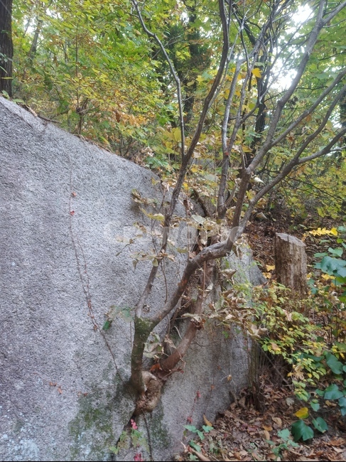 treetrunk,끈질긴삶,그럼에도불구하고,우이암,무수골계곡