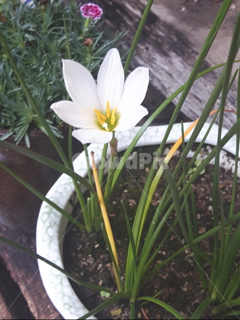 식물,꽃,수선화꽃,화분,flower