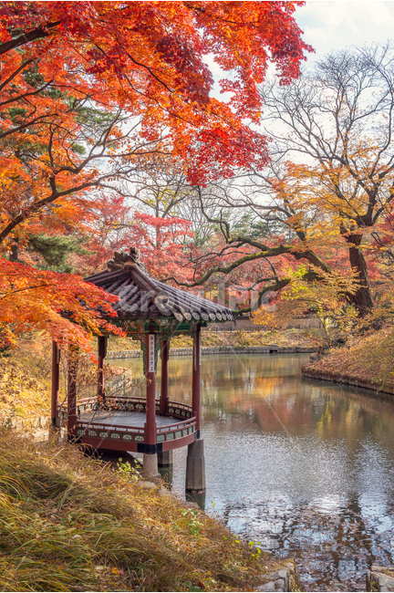 정자,한국,누각,풍경,단풍,가을,계절,fall,autumn,season,자연,풍경,nature,landscape,한국자연풍경,한국자연경관,korea nature landscape,한국전통,한국문화,korean traditional,korean culture,plant,식물,tree,나무