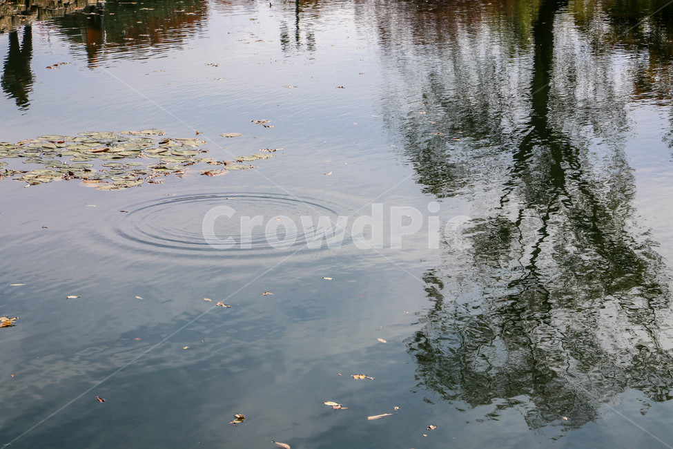 연못,물,파문,리플,야외,강,동심원,반사,물결,ripple,자연,풍경,nature,landscape