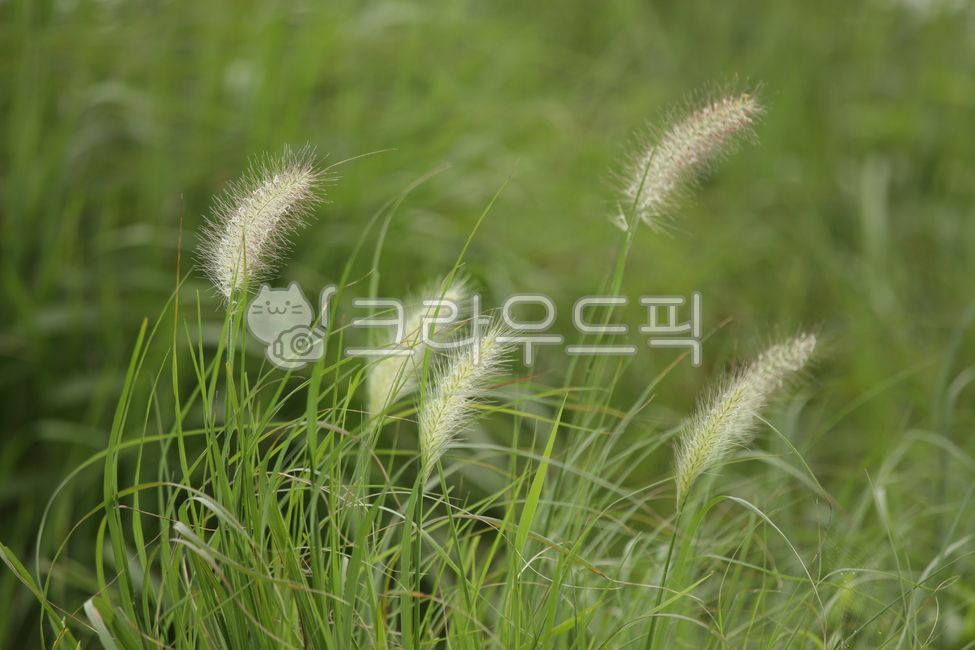 plant, 식물, 강아지풀, foxtail, 풀, 사진,이미지,일러스트,캘리그라피 - piona작가