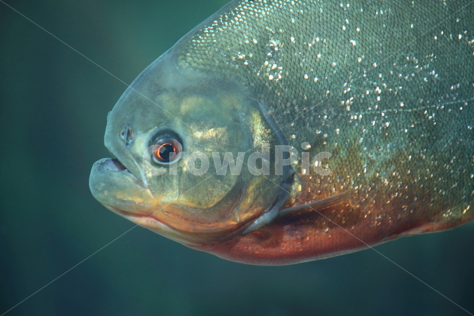 피라냐,민물고기,물고기,어류,piranha,열대어,tropicalfish,피라니아,동물,animal,어류,물고기,fish