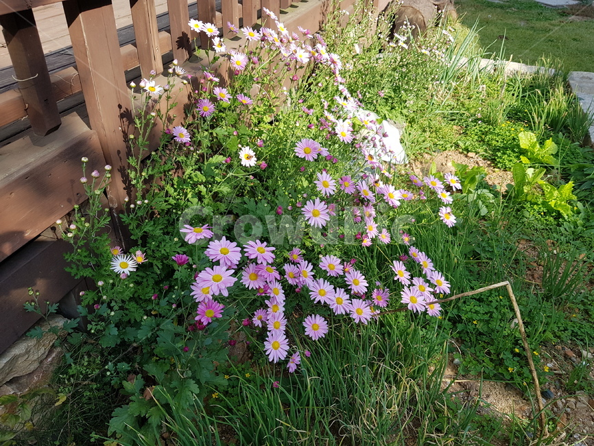 가을꽃,식물,plant,구절초,이쁜꽃,식물,자연,plants,nature