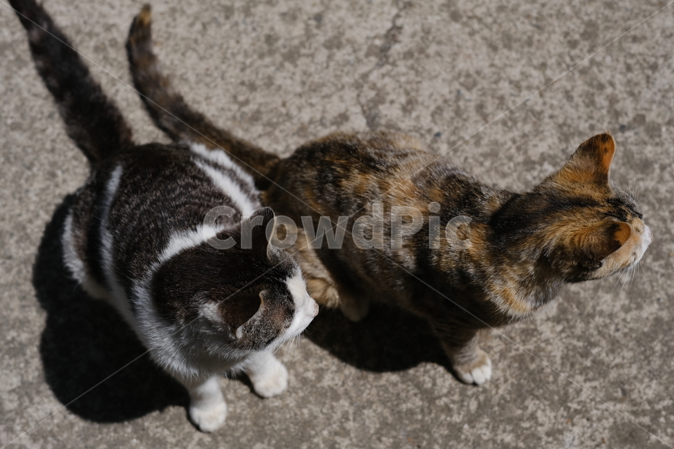 애완동물,고양이,애완묘,반려동물,cat,동물,animal,포유류,mammal,고양이,cat,kitten,kitty