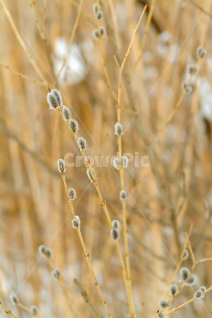 갯버들,버들가지,겨울,봄소식,입춘,겨울식물,겨울모습,겨울눈,식물,자연,plants,nature