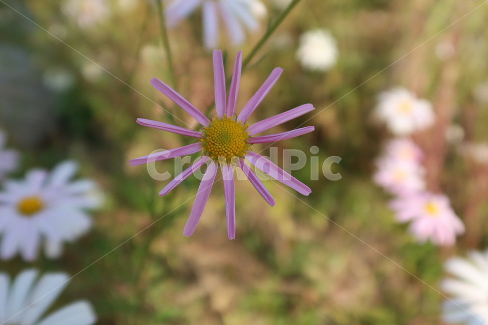 plant,식물,blossom,꽃,flower,식물,자연,plants,nature,꽃,flower
