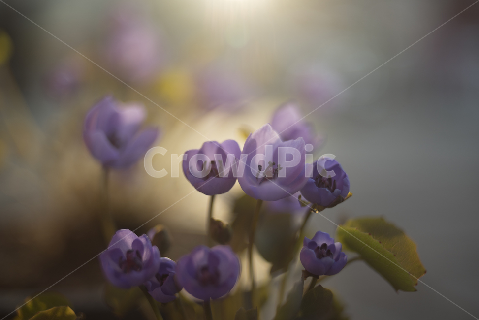 Corolla plant,spring flowers,wildflowers,bokeh,Corolla flower