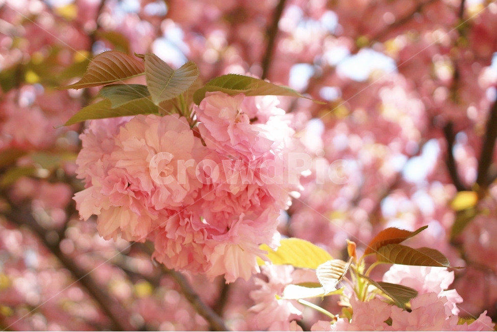 겹벚꽃,완산꽃동산,꽃,봄,봄꽃,봄,계절,spring,season,식물,자연,plants,nature,꽃,flower,plant,blossom