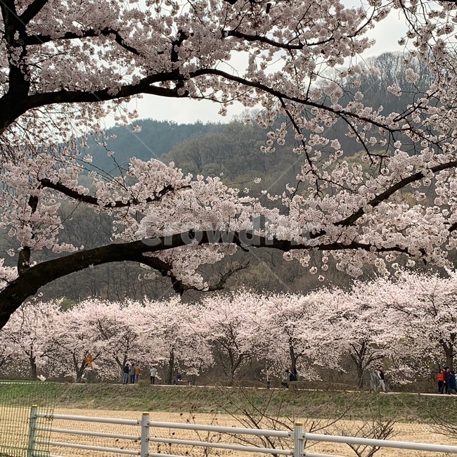 벚꽃,벚꽃축제,봄,분홍,꽃,봄,계절,spring,season,자연,풍경,nature,landscape,plant,식물,blossom,flower,cherry blossom