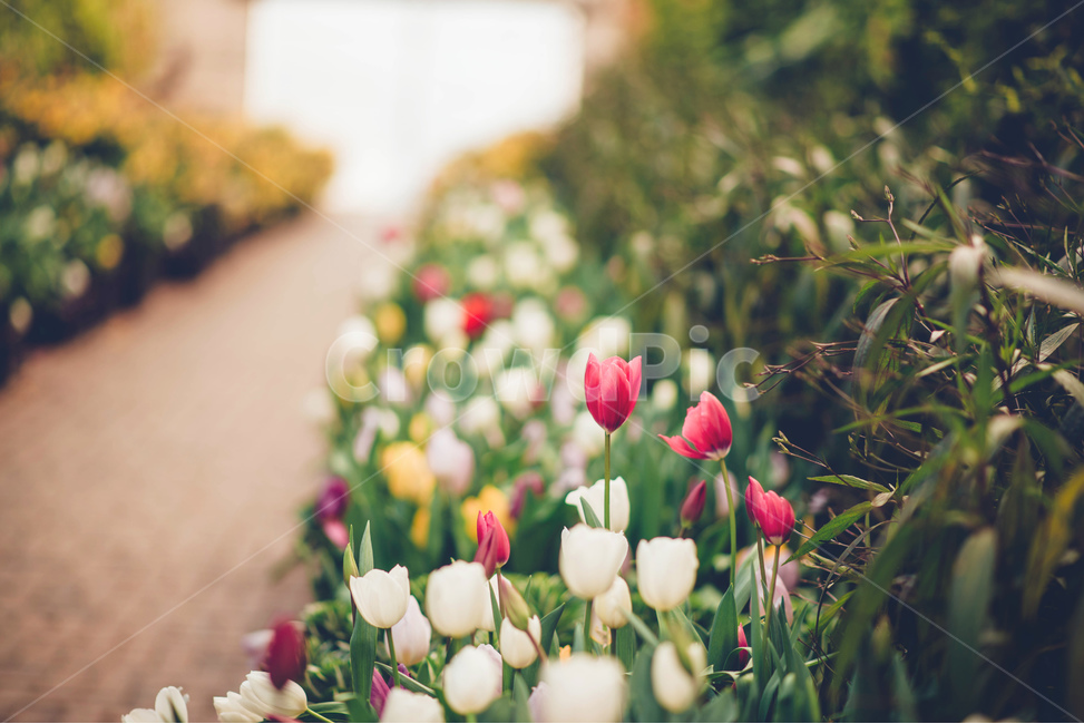 꽃,flower,튤립,tulip,식물,plant,풀,봄,계절,spring,season,식물,자연,plants,nature,꽃,flower,감성,sensible,feeling,blossom