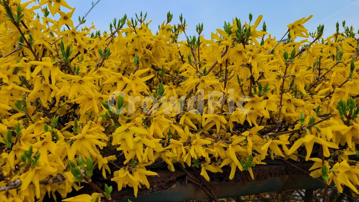개나리,노란,노란색,봄,봄꽃,봄날,개화,yellow,plant,식물,flower,꽃,blossom