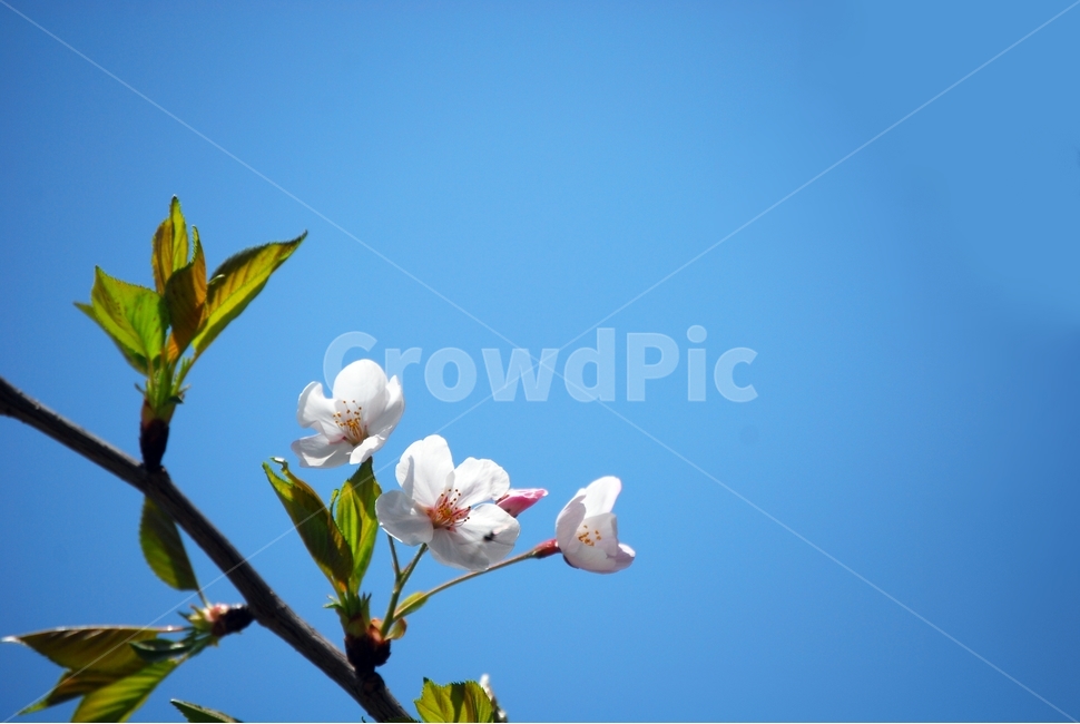벚꽃,봄,여행,하얀꽃,그리움,봄,계절,spring,season,식물,자연,plants,nature,꽃,flower,plant,blossom