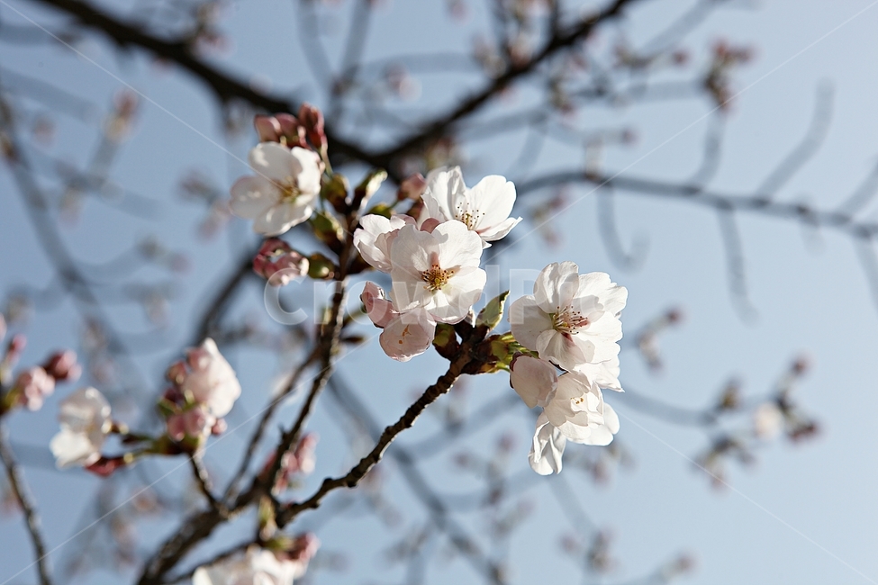 벗꽃,벗나무,꽃,봄꽃,벗꽃잎,꽃잎,식물,자연,공원,식물,자연,plants,nature,꽃,flower