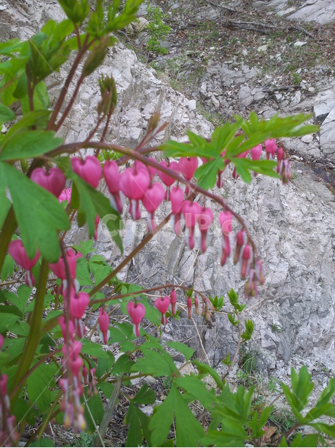 식물,금낭화,꽃,야생화,자연,식물,자연,plants,nature,꽃,flower