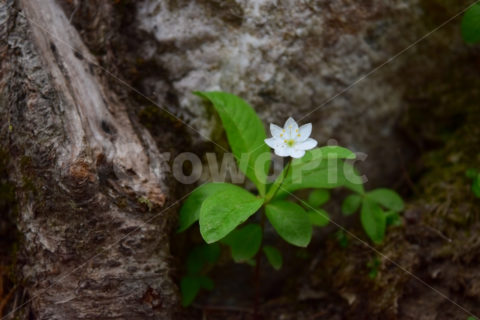 참기생꽃,야생화,태백산,봄야생화,앵초과,식물,자연,생태,식생,식물,자연,plants,nature,꽃,flower