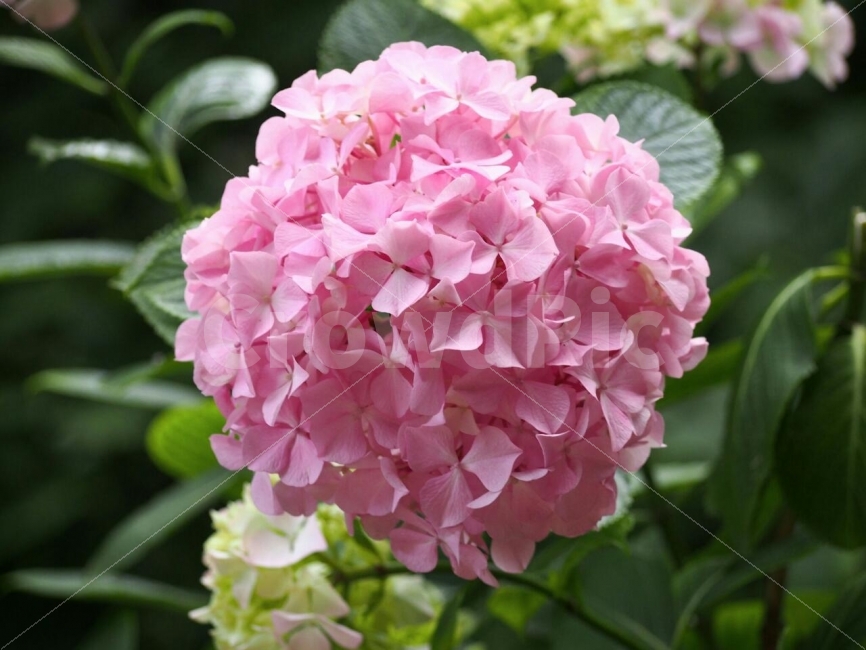 꽃,수국,아름다움,부케,분홍꽃,아름답다,이쁘다,식물,자연,plants,nature,꽃,flower