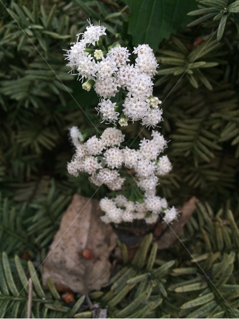 꽃,자연,식물,nature,flower