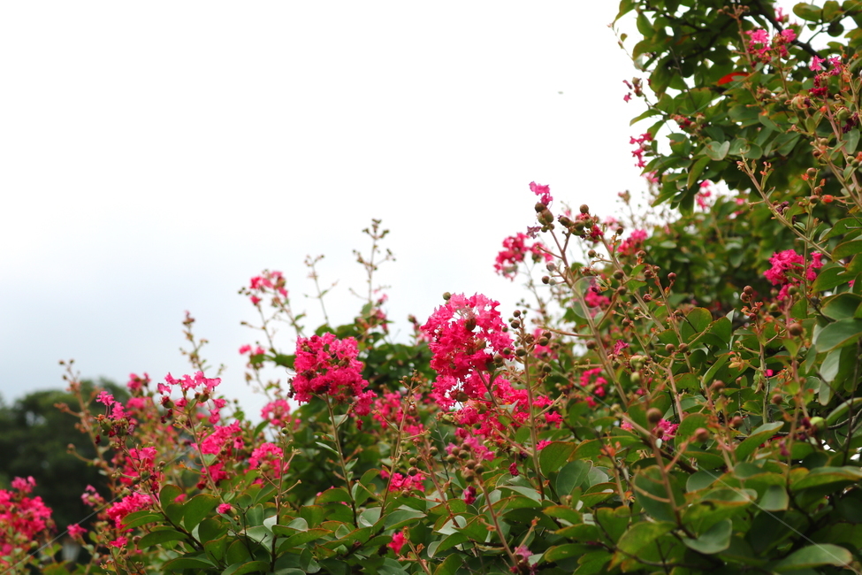 나무,배롱,배롱나무,배롱꽃,꽃,식물,식물,자연,plants,nature,꽃,flower