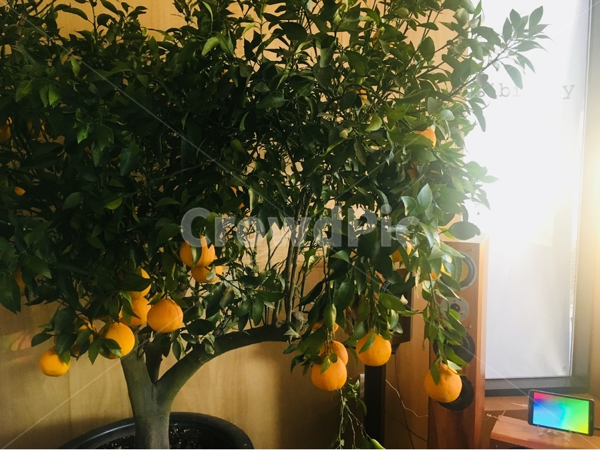 한라봉,나무,식물,제주도,과일,식물,자연,plants,nature,나무,trees,wood,실내용화초,화분,화초,house plant,과일,열매,fruit