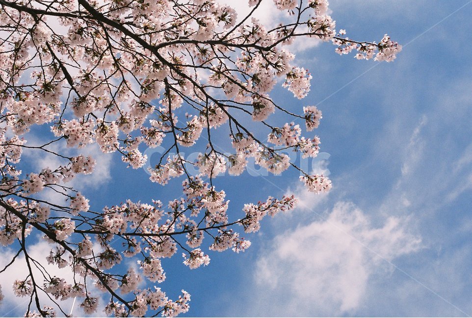 벚꽃,봄,감성사진,필름사진,하늘,봄,계절,spring,season,식물,자연,plants,nature,꽃,flower,감성,sensible,feeling,plant,blossom