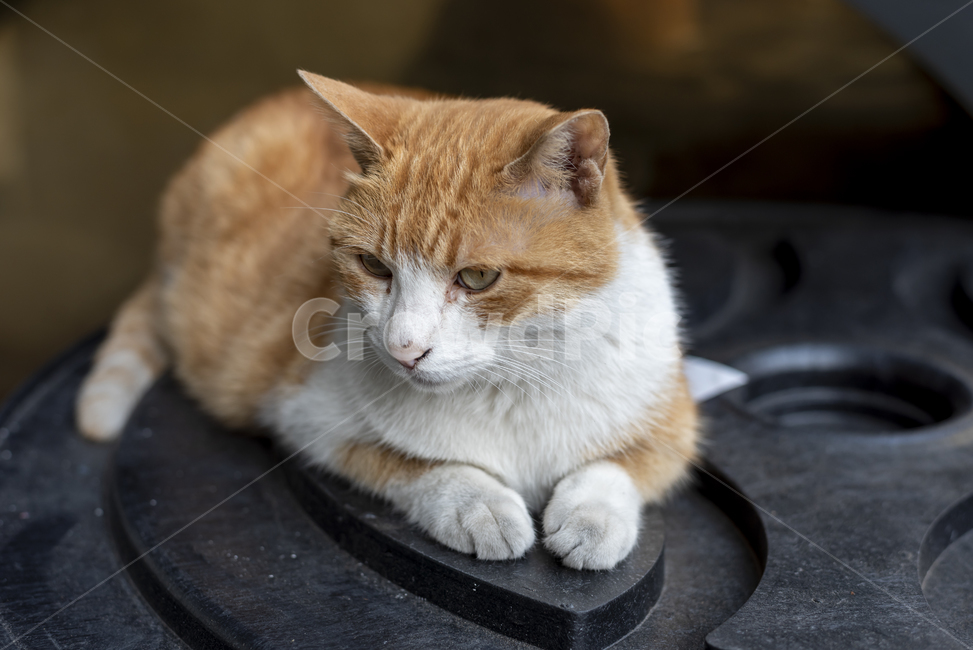 길고양이,고양이,앉다,표정,귀엽다,갈색,흰색,눈동자,야옹이,동물,animal,포유류,mammal,고양이,cat,kitten,kitty