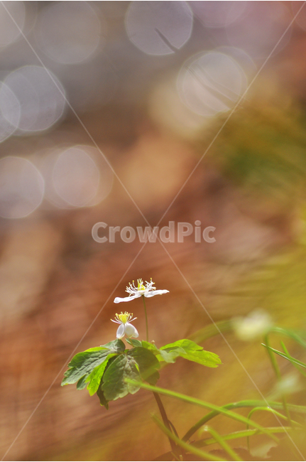봄이미지,너도바람꽃,야생화,보케,감성,필,느낌,분위기,feeling,emotion,sensibility,flowers,홀로,빛망울,계곡사,반사,배경,바탕,백그라운드,background,아름다운,beautiful,봄,계절,spring,season,식물,자연,plants,nature,꽃,flower,plant