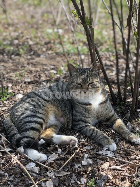 고양이,cat,길고양이,동물,animal,숲,자연