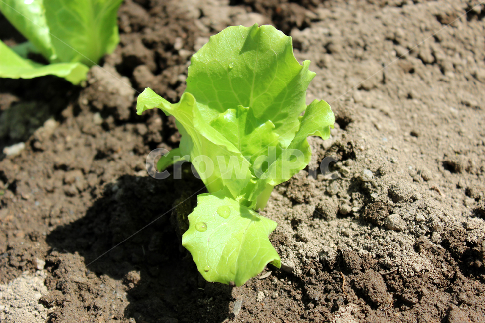새싹,봄,상추,농사,텃밭,식물,자연,plants,nature,채소,야채,vegetables,산업,industry,industrial,농업,농사,agriculture,farming,farming industry