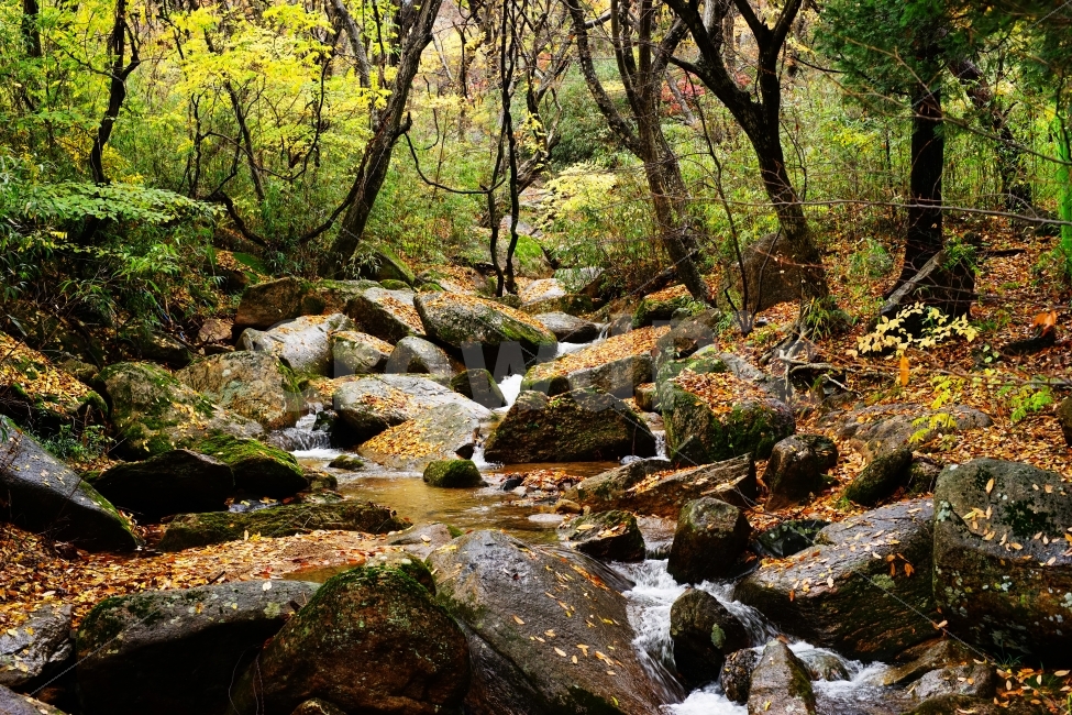 자연,가을,계절,바탕화면,계곡,노랑,풍경,나무,식물,바위,nature,fall,autumn,season,yellow,plant,rock,가을,계절,fall,autumn,season,자연,풍경,nature,landscape,water,물,outdoors,옥외,stream,흐름
