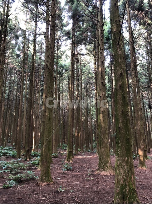 제주도,사려니숲,숲속나무,나무,키큰나무