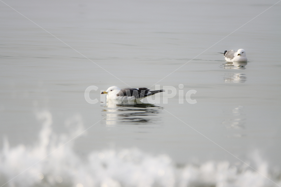 동물,새,물,갈매기,경계,주시,바다,동물,animal,조류,새,birds