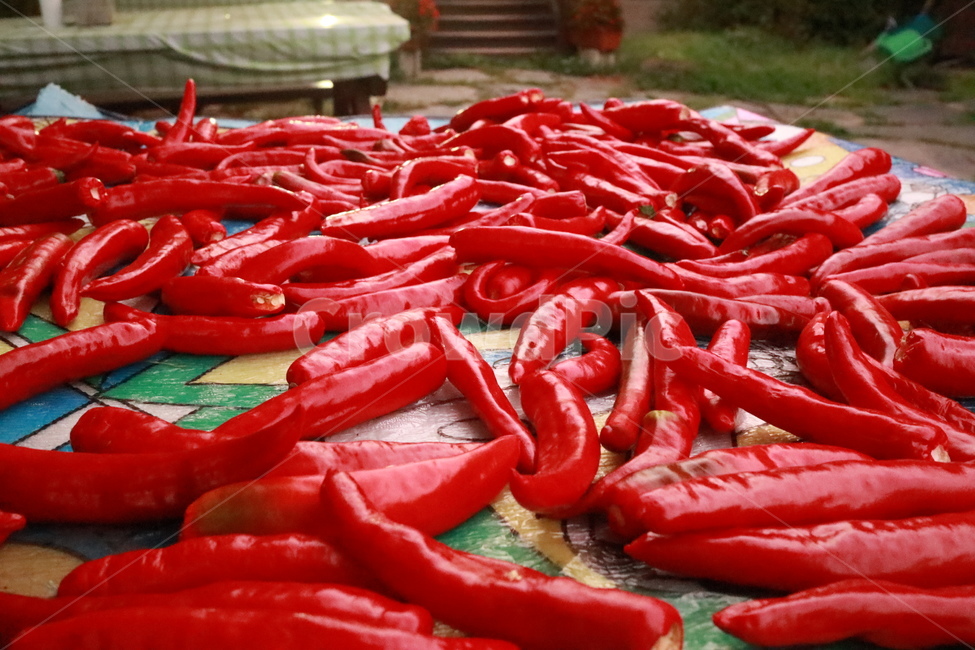 고추,음식,건조,빨강,매운,음식,식재료,요리,food,cook,meal,dishes,food reserves,채소,야채,vegetables