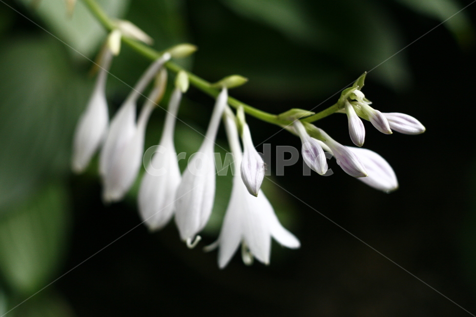 plant,식물,flower,꽃,blossom,식물,자연,plants,nature,꽃,flower