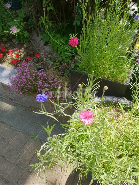 꽃,화사한,식물,자연,힐링,햇살,화단,식물,자연,plants,nature,꽃,flower