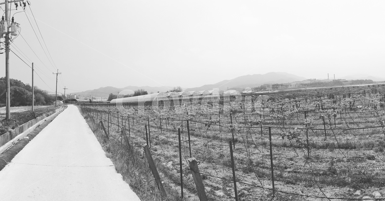 길,농촌,밭,흑백,풍경,시골,마을,풍경,landscape,country,rural,town,흑백,모노톤,monochrome,black and white
