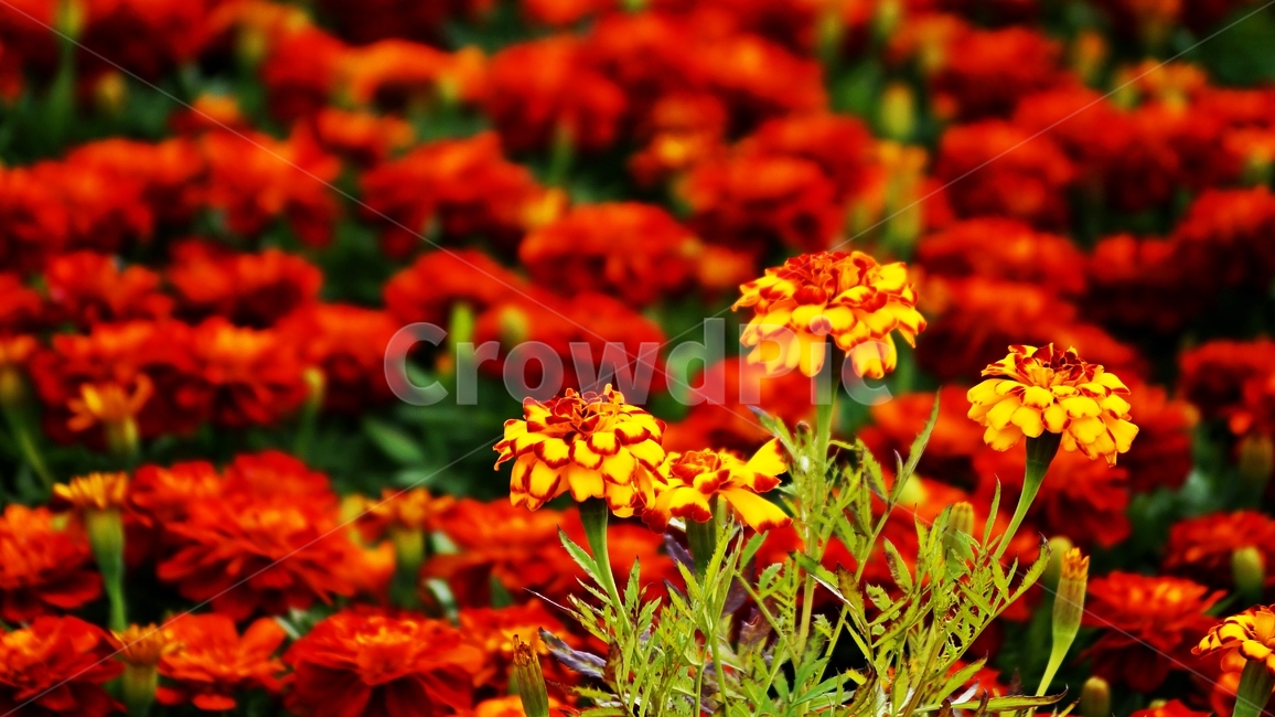 만수국,프렌치메리골드,메리골드,꽃축제,식물,식물,자연,plants,nature,꽃,flower