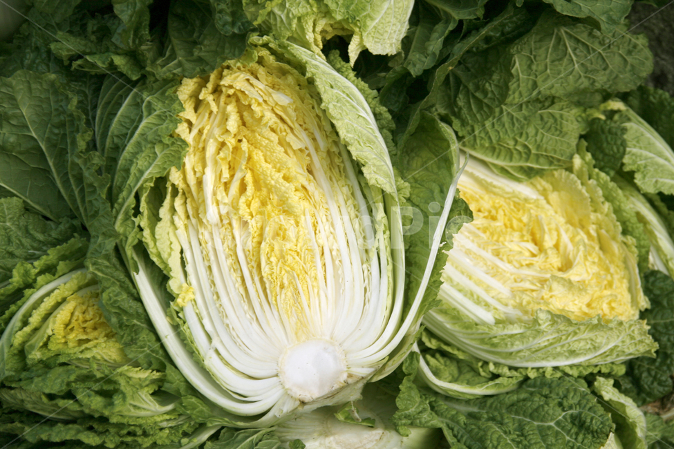 배추,김장,김치,채소,식물,음식,식재료,요리,food,cook,meal,dishes,food reserves,채소,야채,vegetables