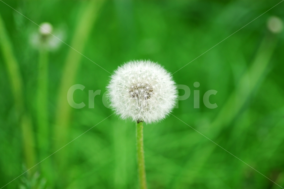민들레,민들레홀씨,홀씨,꽃,봄,식물,배경,백그라운드,흰색,화이트,식물,자연,plants,nature,꽃,flower